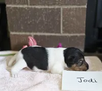 Jodi, a female Wire Fox Terrier for sale in Bloomfield, IA – 4 of 6