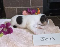 Jaci, a female Wire Fox Terrier for sale in Bloomfield, IA – 3 of 5