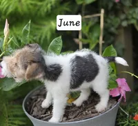June, a female Wire Fox Terrier for sale in Bloomfield, IA – 8 of 10
