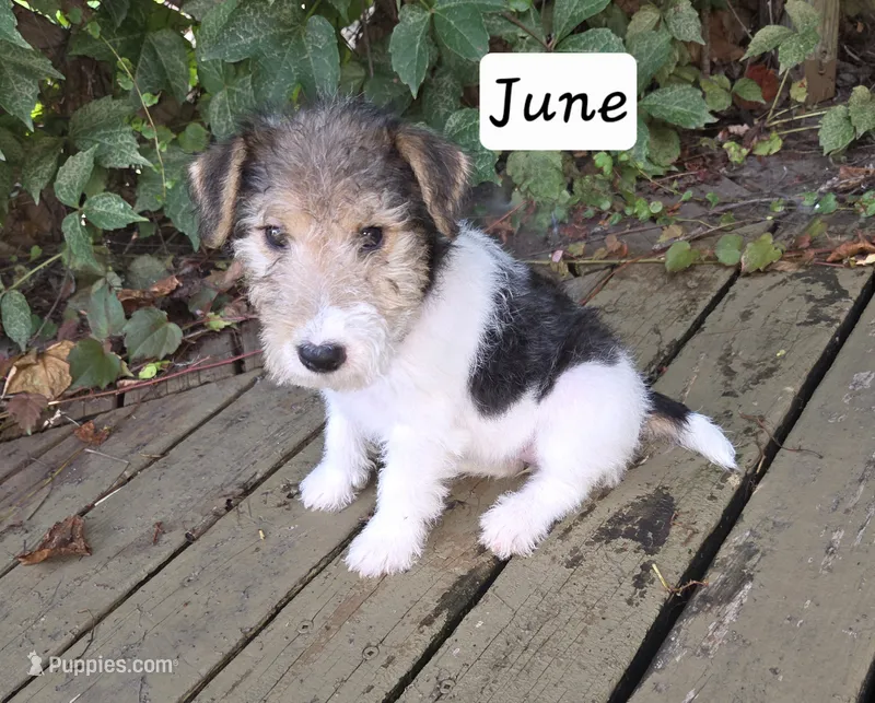 June – Wire Fox Terrier puppy for sale in Bloomfield, IA