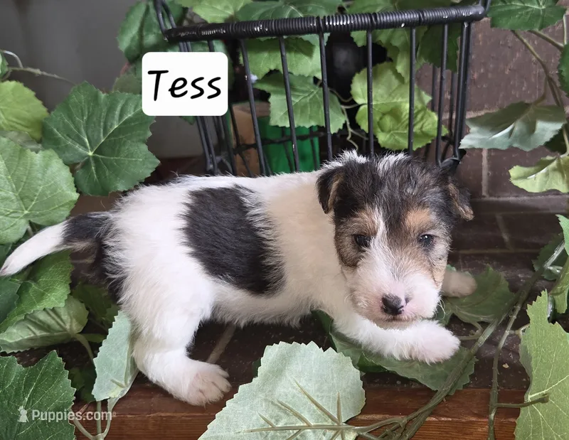 Tess