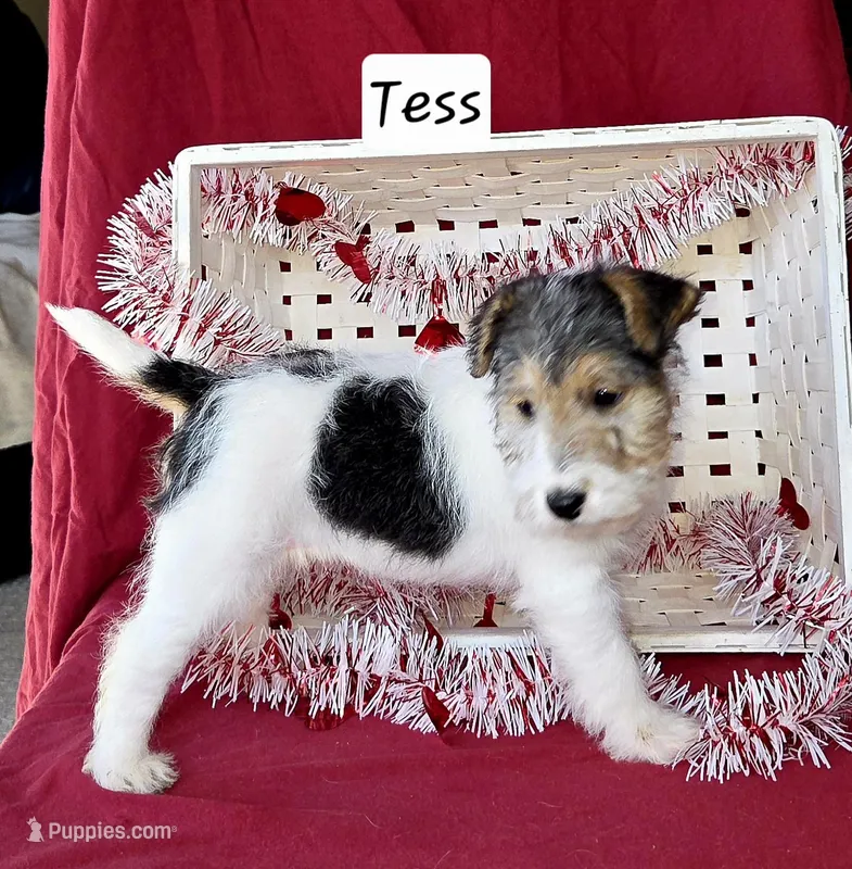 Tess
