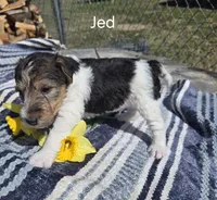 Jed, a male Wire Fox Terrier for sale in Bloomfield, IA – Photo 3 of 8