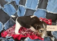 Jed, a male Wire Fox Terrier for sale in Bloomfield, IA – Photo 8 of 8