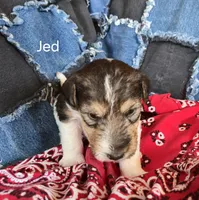 Jed, a male Wire Fox Terrier for sale in Bloomfield, IA – Photo 7 of 8