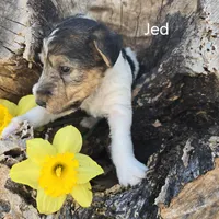 Jed, a male Wire Fox Terrier for sale in Bloomfield, IA – Photo 4 of 8