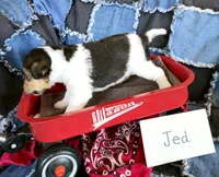 Jed, a male Wire Fox Terrier for sale in Bloomfield, IA – Photo 6 of 8