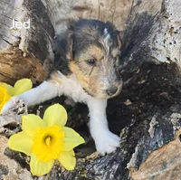 Jed, a male Wire Fox Terrier for sale in Bloomfield, IA – Photo 1 of 8