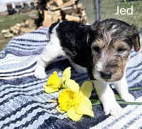 Jed, a male Wire Fox Terrier for sale in Bloomfield, IA – Photo 2 of 8