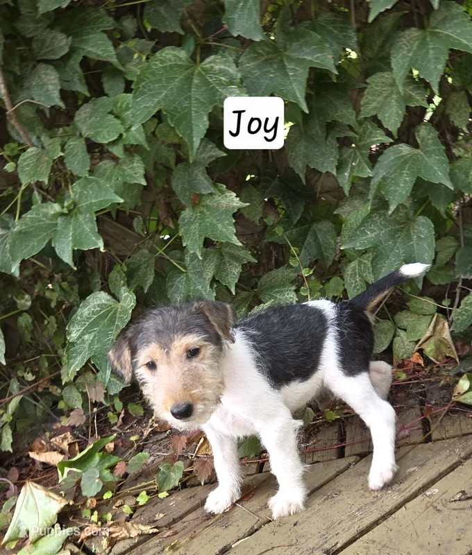 Joy – Wire Fox Terrier puppy for sale in Bloomfield, IA