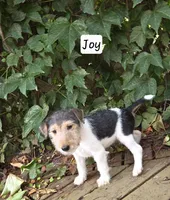 Joy, a female Wire Fox Terrier for sale in Bloomfield, IA – 1 of 10