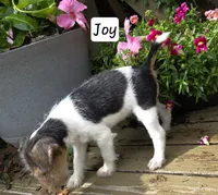 Joy, a female Wire Fox Terrier for sale in Bloomfield, IA – 7 of 10
