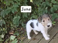 June, a female Wire Fox Terrier for sale in Bloomfield, IA – 4 of 10