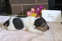 Joy, a female Wire Fox Terrier for sale in Bloomfield, IA – 4 of 6