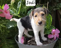 Jodi, a female Wire Fox Terrier for sale in Bloomfield, IA – 9 of 10