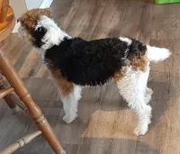 Jill, a female Wire Fox Terrier for sale in Bloomfield, IA – Photo 3 of 9