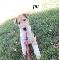 Jill, a female Wire Fox Terrier for sale in Bloomfield, IA – Photo 7 of 9