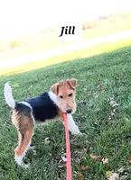 Jill, a female Wire Fox Terrier for sale in Bloomfield, IA – Photo 4 of 9