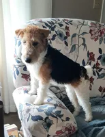 Jill, a female Wire Fox Terrier for sale in Bloomfield, IA – Photo 1 of 9