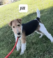 Jill, a female Wire Fox Terrier for sale in Bloomfield, IA – Photo 5 of 9