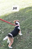 Jill, a female Wire Fox Terrier for sale in Bloomfield, IA – Photo 9 of 9