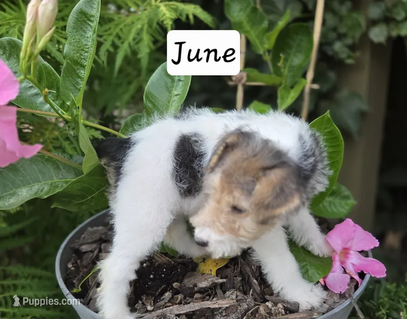 June – Wire Fox Terrier puppy for sale in Bloomfield, IA