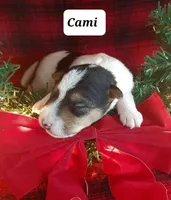 Cami, a female Wire Fox Terrier for sale in Bloomfield, IA – Photo 2 of 5