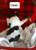 Cami, a female Wire Fox Terrier for sale in Bloomfield, IA – Photo 5 of 5