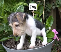 Joy, a female Wire Fox Terrier for sale in Bloomfield, IA – 3 of 10