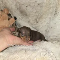 AKC Rider, a male Miniature Pinscher for sale in Norwood, MO – 6 of 6
