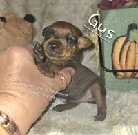 Gus, a male Miniature Pinscher for sale in Norwood, MO – 1 of 6