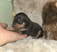 Claire, black tan, a female Miniature Pinscher for sale in Norwood, MO – 2 of 6
