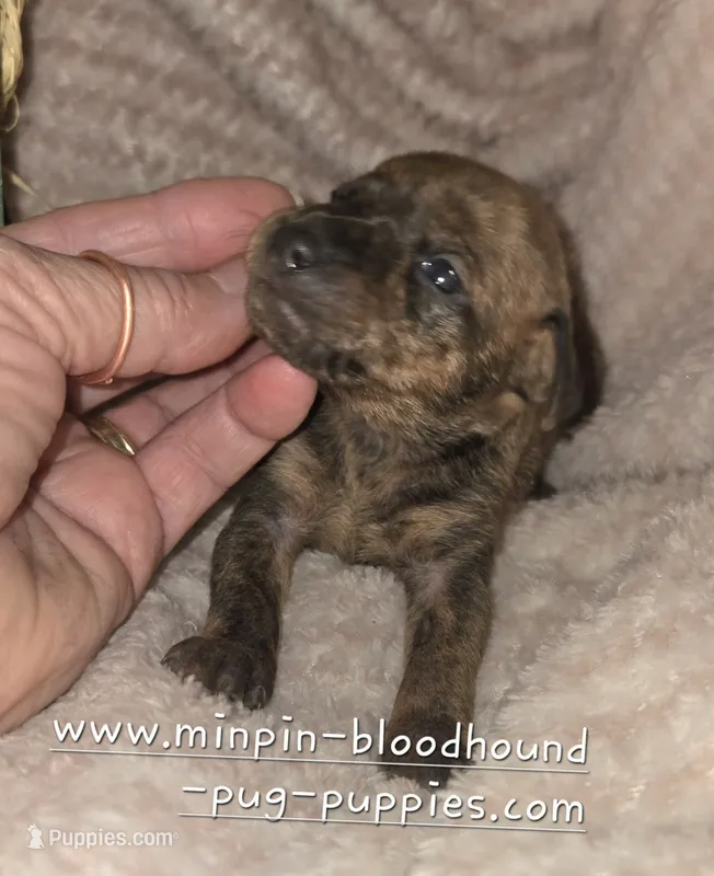 Tessa – Miniature Pinscher puppy for sale in Norwood, MO