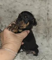 AKC Cosmo, a male Miniature Pinscher for sale in Norwood, MO – 7 of 10