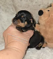 AKC Chester , a male Miniature Pinscher for sale in Norwood, MO – 4 of 5