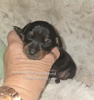 "Mona" black n rust, a female Miniature Pinscher for sale in Norwood, MO – 3 of 5