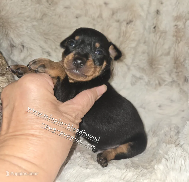 AKC Carter  – Miniature Pinscher puppy for sale in Norwood, MO