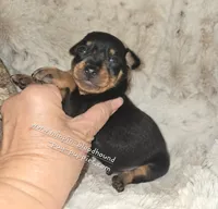 AKC Carter , a male Miniature Pinscher for sale in Norwood, MO – 1 of 10