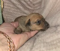 Theo, a male Miniature Pinscher for sale in Norwood, MO – 5 of 6