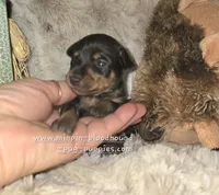 Crispy black and tan , a female Miniature Pinscher for sale in Norwood, MO – 2 of 6