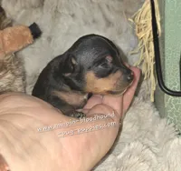 Gidget , a female Miniature Pinscher for sale in Norwood, MO – 3 of 6