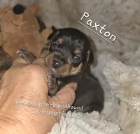 Paxton , a male Miniature Pinscher for sale in Norwood, MO – 6 of 6