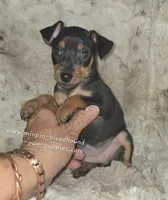 "Mona" black n rust, a female Miniature Pinscher for sale in Norwood, MO – 6 of 10
