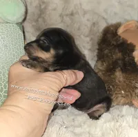 Crispy black and tan , a female Miniature Pinscher for sale in Norwood, MO – 3 of 6