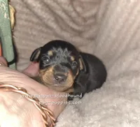Tiana, a female Miniature Pinscher for sale in Norwood, MO – 4 of 5