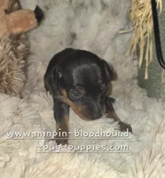 Andy, a male Miniature Pinscher for sale in Norwood, MO – 2 of 4