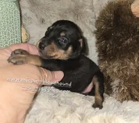Callie black and tan , a female Miniature Pinscher for sale in Norwood, MO – 2 of 6