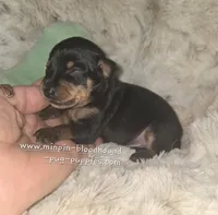 MATT black and rust , a male Miniature Pinscher for sale in Norwood, MO – 3 of 5