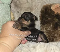Crispy black and tan , a female Miniature Pinscher for sale in Norwood, MO – 5 of 6