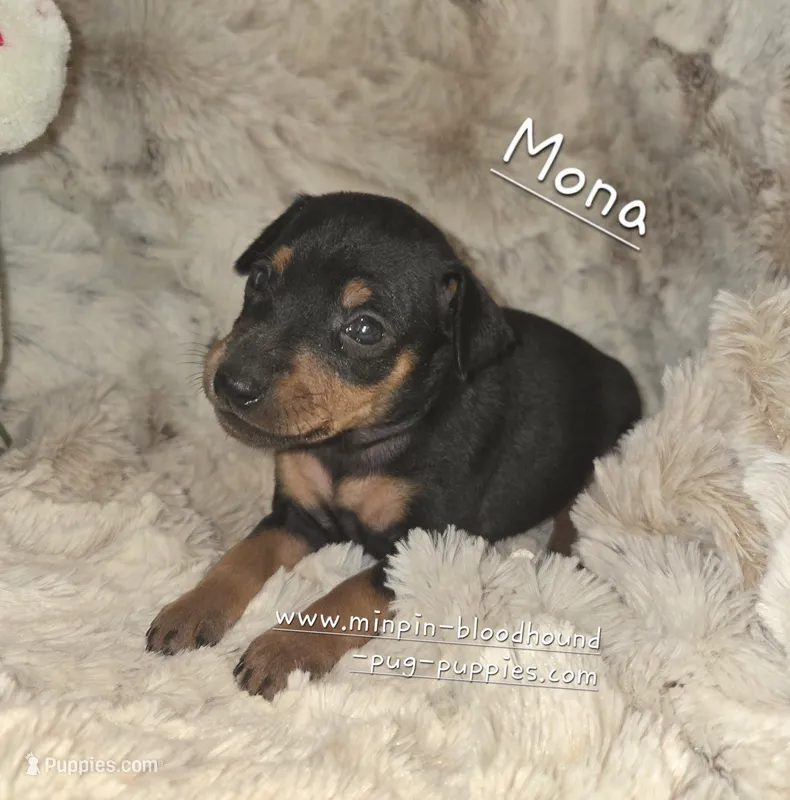 "Mona" black n rust – Miniature Pinscher puppy for sale in Norwood, MO
